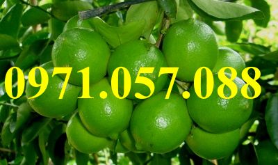 GIỐNG CÂY CHANH KHÔNG HẠT